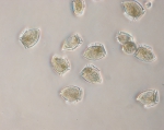 Phytoplankton