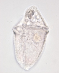 Dinoflagellates