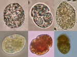 Dinoflagellates