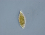Phytoplankton