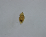 Katodinium glaucum, author: Fisheries and Oceans Canada, Dalhousie University, Rajashree Gouda