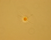 Micracanthadinium claytonii