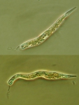 Euglena viridis, author: Fisheries and Oceans Canada, Dalhousie University, Rajashree Gouda