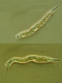 Euglena viridis