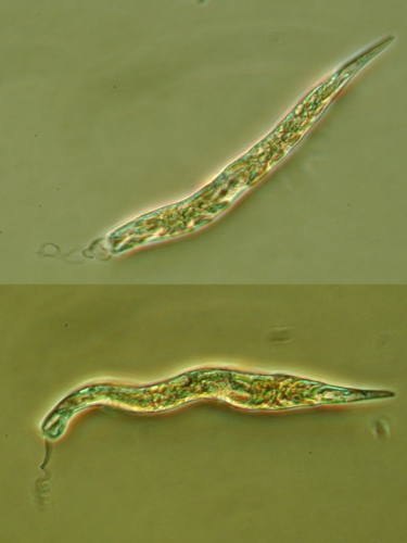 Euglena viridis Euglena viridis