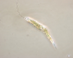 Macroalgae
