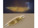 Macroalgae