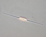 Phytoplankton