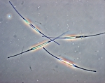 Phytoplankton
