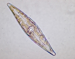 Diatoms