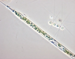 Macroalgae