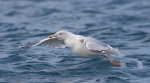Marine birds