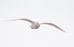 Marine birds