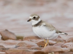 Marine birds