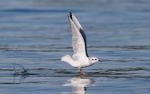 Marine birds