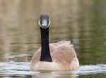 Canada Goose, author: Chardine, John
