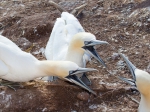Morus bassanus - Northern Gannet, author: Chardine, John