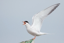 Common Tern