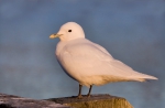 Marine birds