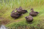 Marine birds