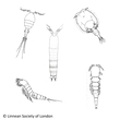 Copepoda