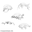 Amphipoda