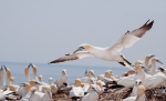 Marine birds