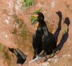 Double-crested Cormorant, author: Chardine, John