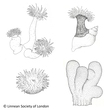 Anthozoa
