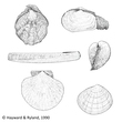Bivalvia