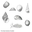 Gastropoda