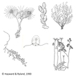 Hydrozoa