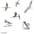 Aves