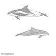Cetacea
