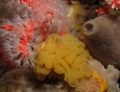 Oscarella balibaloi