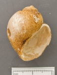 Gastropoda