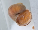Gastropoda