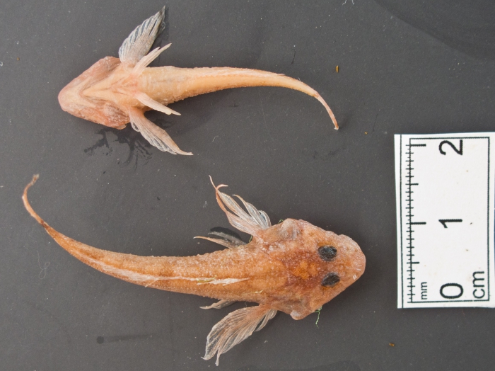 Cottus ricei - spoonhead sculpin Cottus ricei - spoonhead sculpin