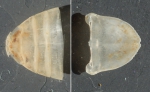 Aegiochus arctica, author: Fisheries and Oceans Canada, Claude Nozes