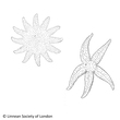 Asteroidea