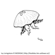 Scyphozoa
