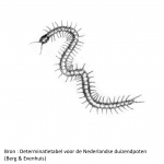 Myriapoda (myriapods)