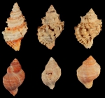 Gastropoda
