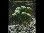 Macroalgae