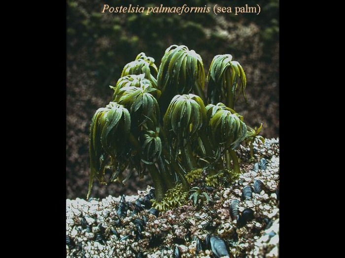 Postelsia palmaeformis