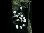 Molluscs