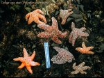 Pisaster ochraceus, author: University of Alberta, A. Richard Palmer