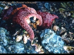 Sea stars