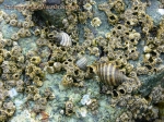 Molluscs