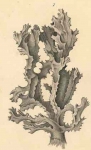 Acanthella acuta Schmidt, 1862
